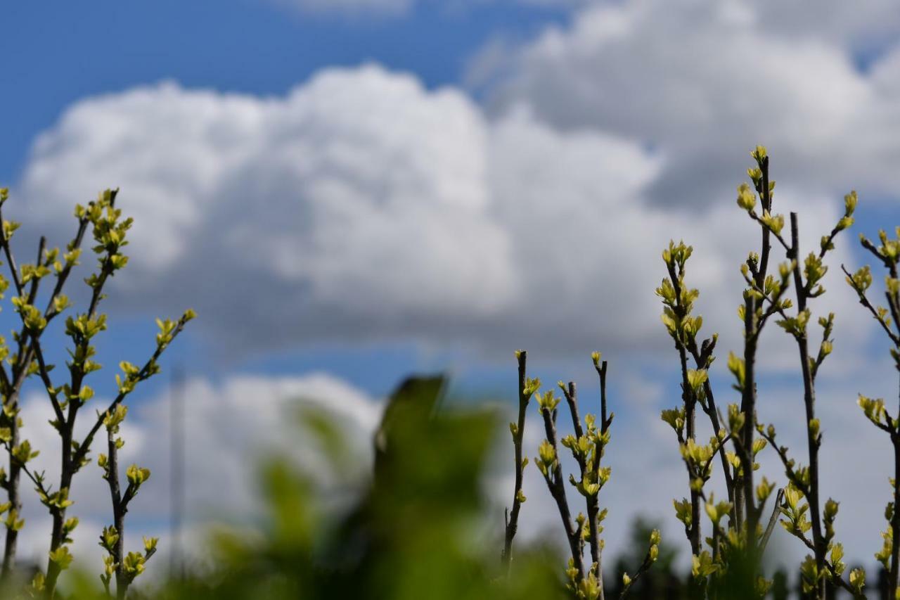 Pensiunea Yogi Dunavăţu de Jos Exteriér fotografie