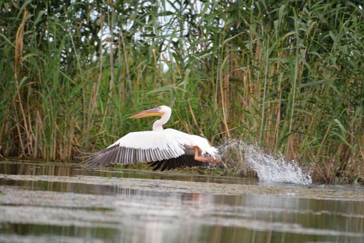 Pensiunea Yogi Dunavăţu de Jos Exteriér fotografie
