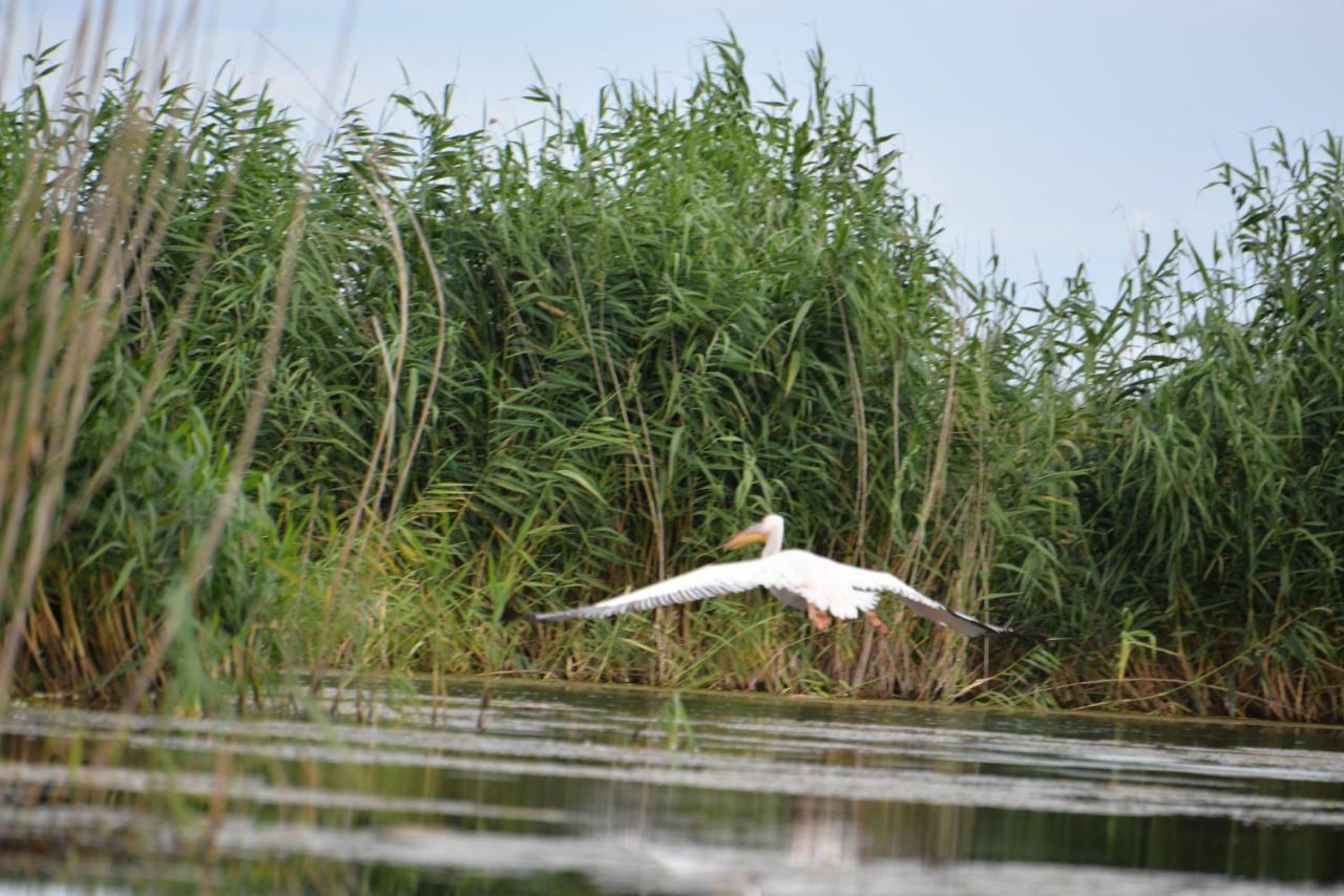 Pensiunea Yogi Dunavăţu de Jos Exteriér fotografie